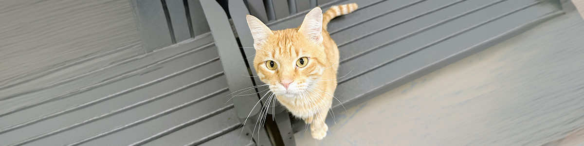 Adoption at Bryant Animal Services