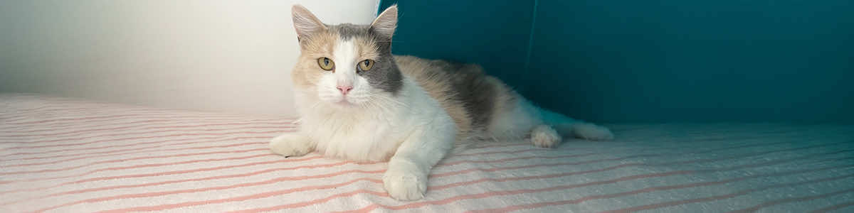 Lost and found pets at Bryant Animal Services